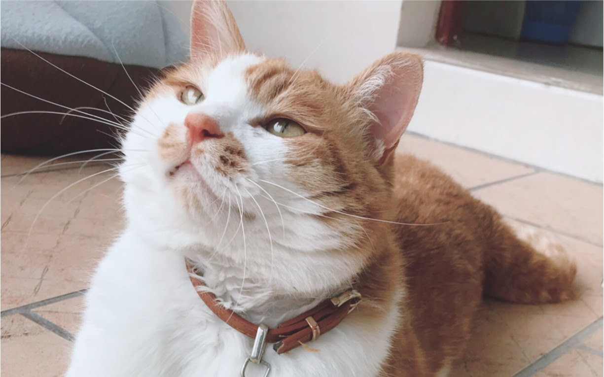猫爱吃猫草_哔哩哔哩(゜-゜)つロ干杯~-bilibili