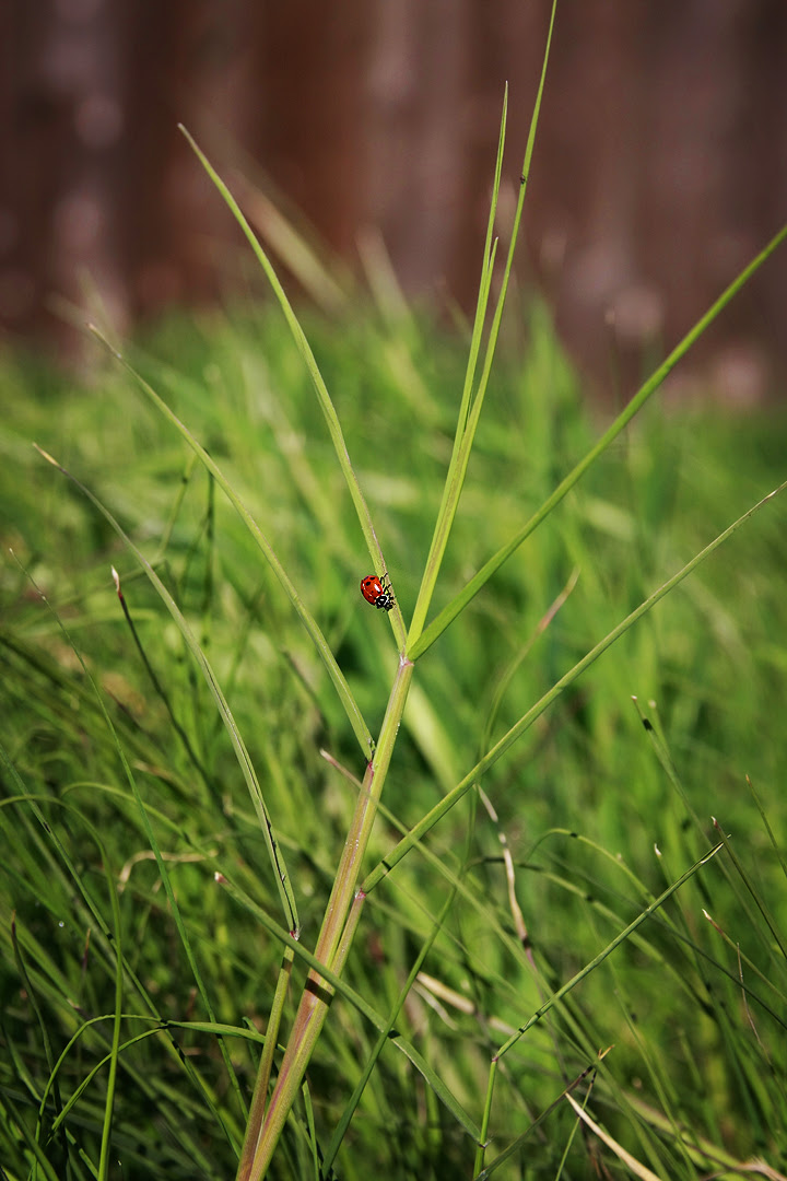 mr.ladybug