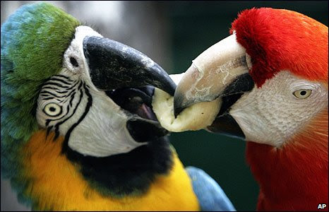 Two macaws in Bangkok's Dusit Zoo, Thailand