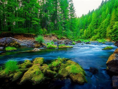 Whether you're scoping out local red hat society chapters or you just want to make sure a new hat fits you to perfection, take the time to measure your head. Green Pine Forest River Rock Beautiful Nature Hd Wallpaper