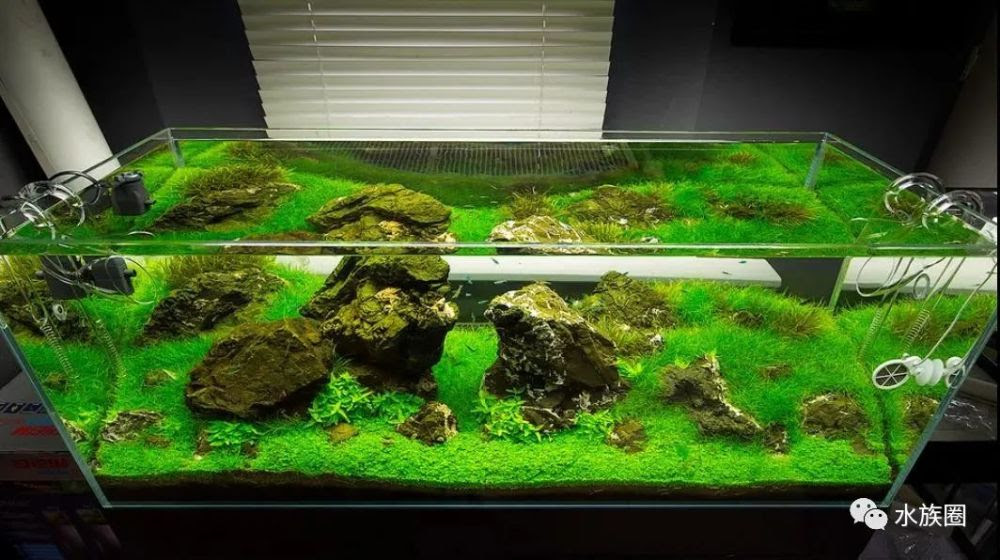 矮珍珠水草 万图壁纸网