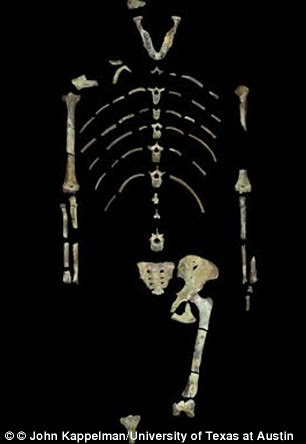 Scans of Lucy's arm bones revealed her upper limbs were somewhere between a modern human and a chimpanzee