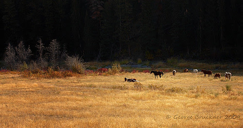 Wild Horses of Cariboo by George Bruckner