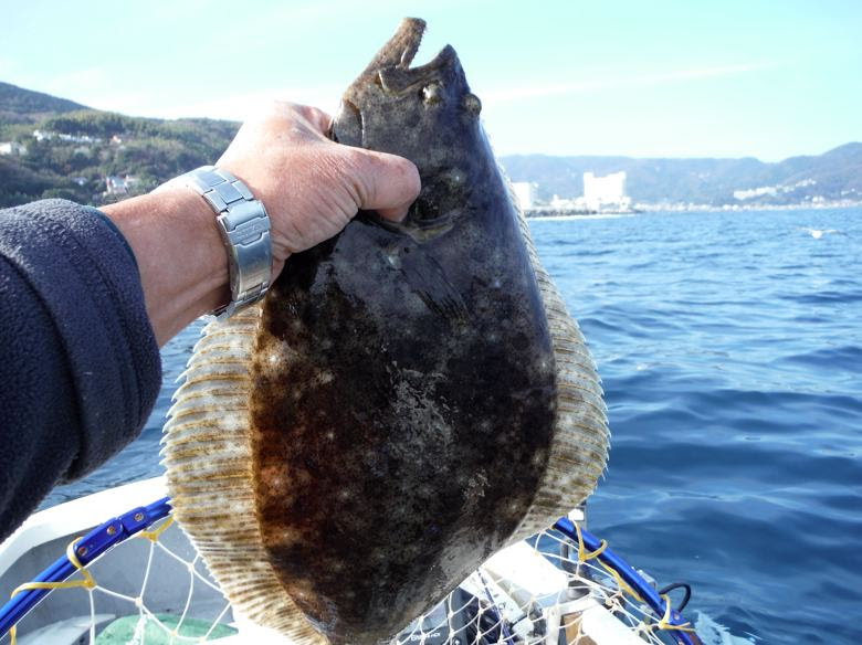 五目漁師 サビキでヒラメを釣る 五目漁師の釣り三昧