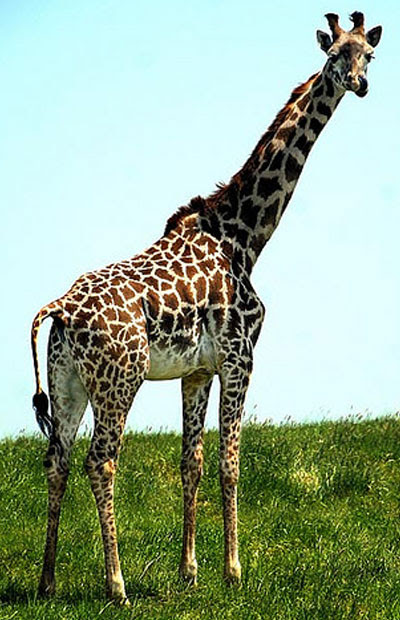 キリンです Animal Conservation Blog