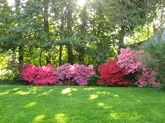 Azalea sunrise