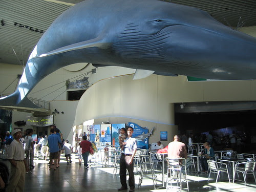 blue whale