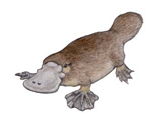 カモノハシ 川崎悟司イラスト集