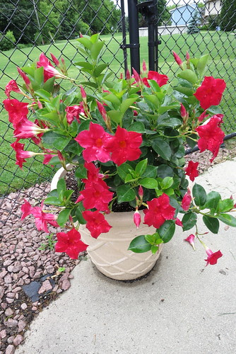 $50 plant