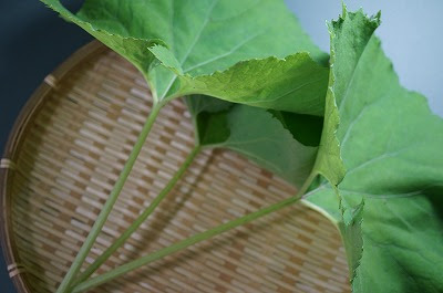ふきのあく抜きを簡単レシピ ふきの下処理は板ずりがポイントです その蕗を青煮に仕上げてゆきます 鮮やな色合い最高 和食のわ