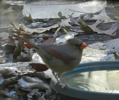 naturenotesDSCN6035