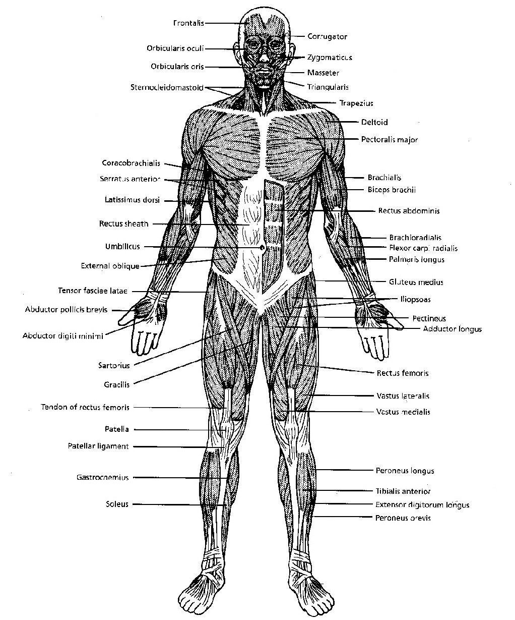 Attached to the bones of the skeletal system are about 70...