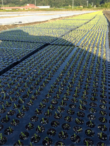 玉ねぎ Of 有限会社エーアンドエス