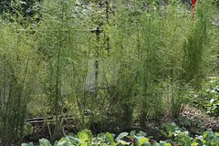 asparagus