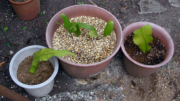 雑記 鴨 月下美人の親株から花芽が 挿し木した葉の植替え