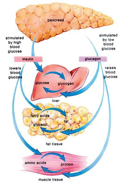 Diabetes and Erectile Dysfunction (Impotence) - Symptoms, Causes ...