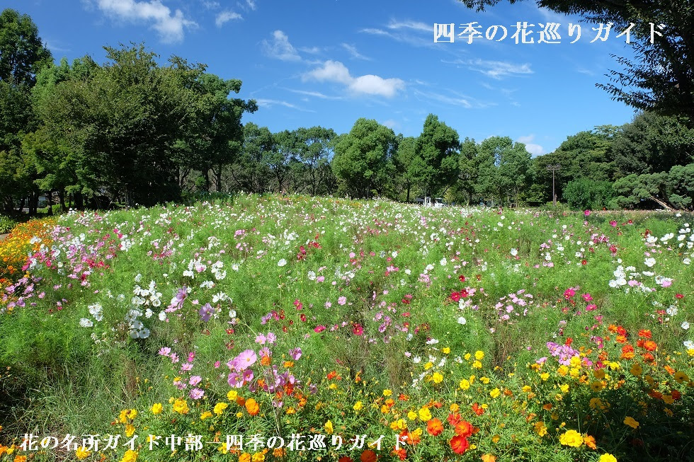 木曽三川公園センター コスモスの名所