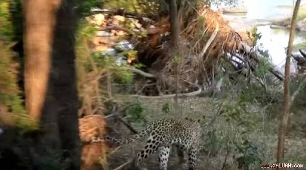 Sư tử leo cây đoạt mồi của báo đốm