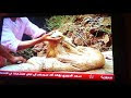 مراحل تشكيل خيوط الجلابة البزوية
