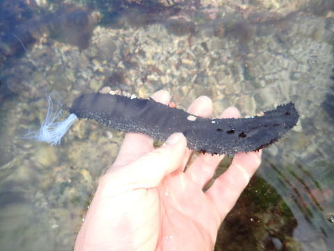 さわるときは要注意 ニセクロナマコ クロナマコ科 Holothuria Leucospilota 15 4 5 鐙瀬海岸 水深３０センチ 分布 伊豆半島以南 インド洋 西太平洋 体長 ２５センチ 南日本の海岸近くで見られる 全身が黒っぽくて細長いナマコ 福江島