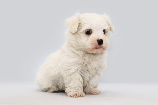 マルチーズ の子犬 愛犬ハウスセキノ かわいい仔犬