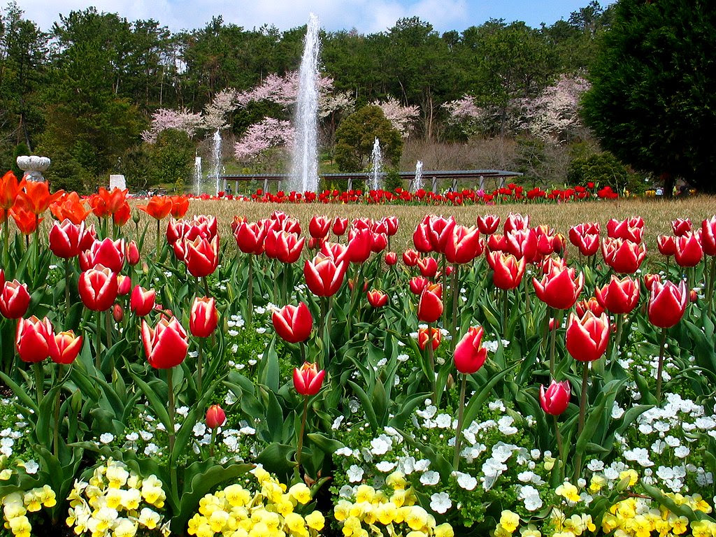 チューリップの花 春の花の壁紙写真 花の無料壁紙写真 花の無料写真素材 四季の花の写真集
