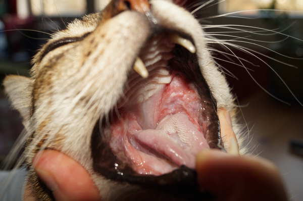 Soigner Gingivite Stomatite Et Calicivirus Chez Le Chat