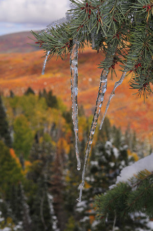 Autumn Ice