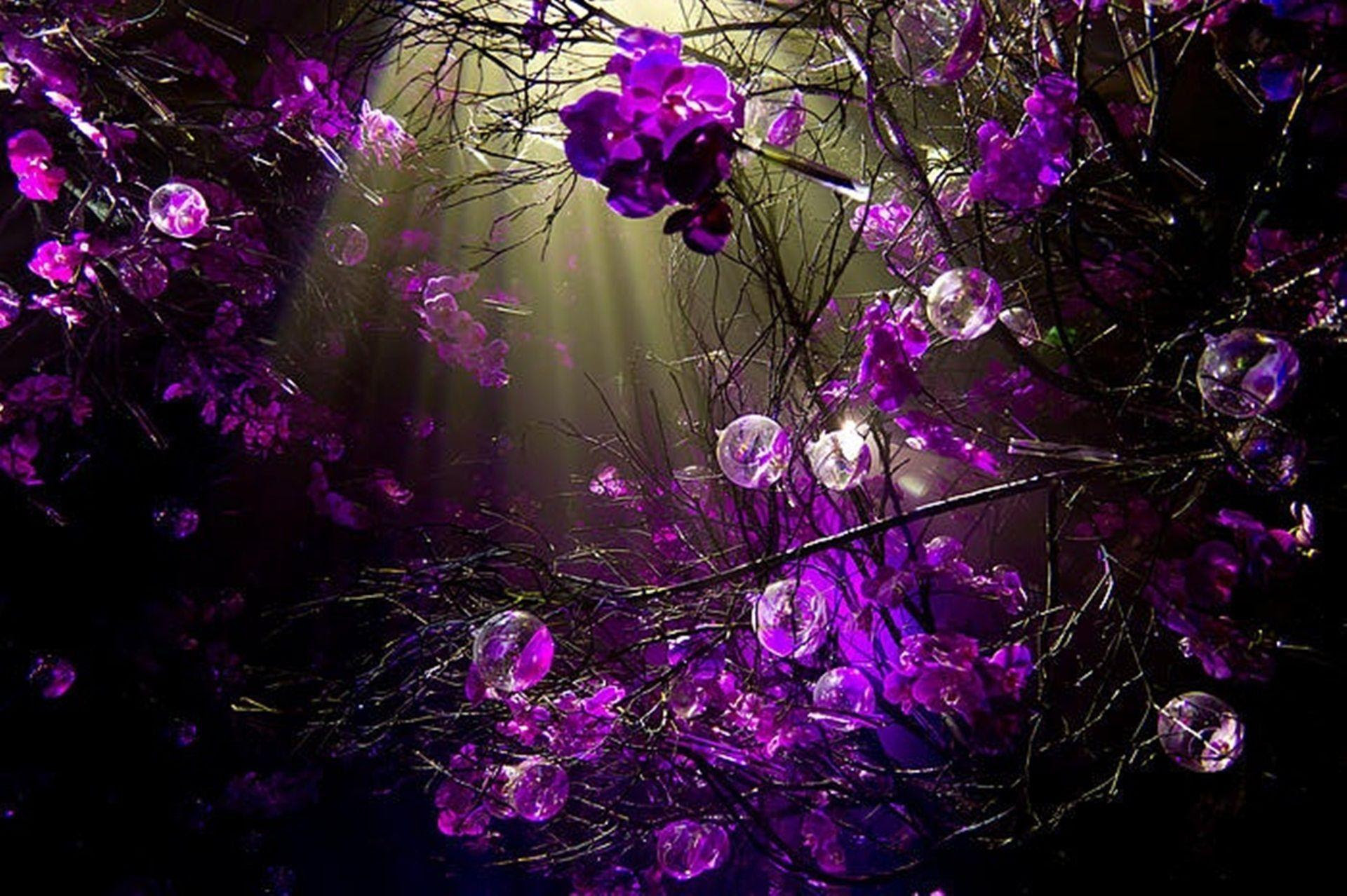 Purple Wallpapers For Desktop Wallpaper Cave Purple Wallpapers For Desktop Wallpaper Cave