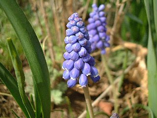 孤独と裏切りの花言葉 ７選 花言葉事典