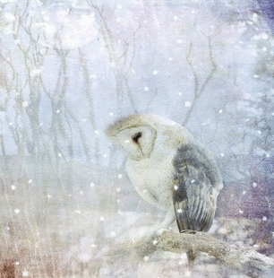  photo imageedit_3_6233832672.gif