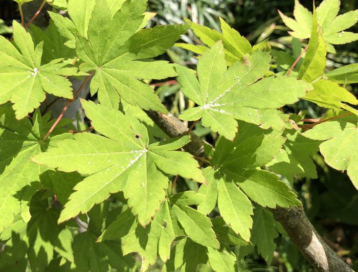 気づいた頃にはかなりやられている カエデやモミジの害虫