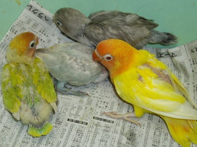 浅田鳥獣貿易株式会社