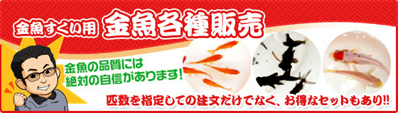 金魚すくいの用具 金魚の販売は 金魚すくい本舗 金魚屋の息子