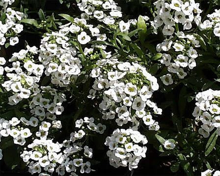 14日 スイートアリッサム 花の図書館