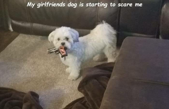 dailyhaha funny pictures