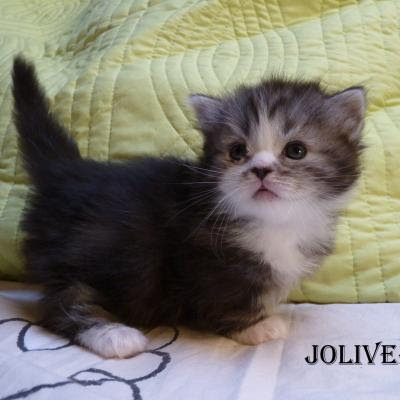 Noms De Chat Noms De Chaton