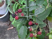 ３月４日の誕生花 ラズベリーの花言葉 深い後悔 愛情 のこもった手作りジャムになる赤い実 弥生おばさんのガーデニングノート 花と緑の365日 楽天ブログ