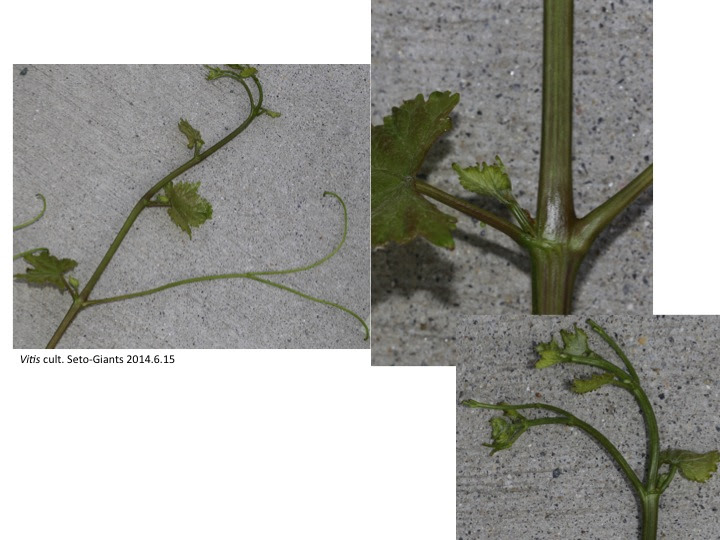 ブドウの蔓 Tendril Of The Vitaceae 植物発生進化学 読む植物図鑑 Plant Development And Evolution