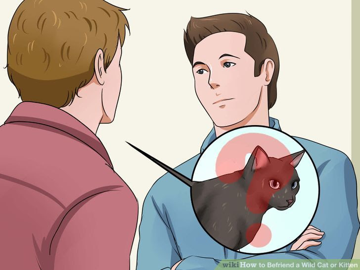 Befriend a Wild Cat or Kitten Step 7 Version 2.jpg