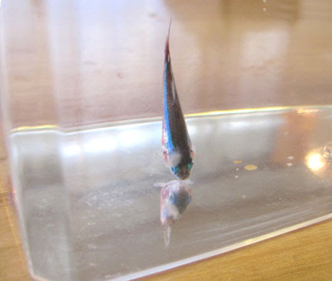 水カビ病 白カビ病 達也の日記