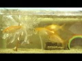 [無料ダウンロード！ √] 金魚 人工 水草 200302-金魚 水槽 水草 人工