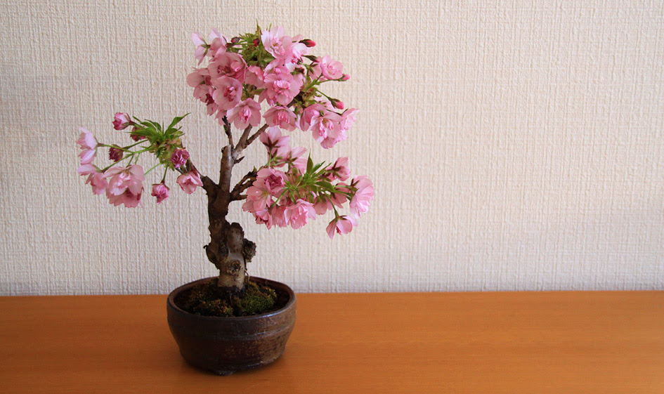 すべての美しい花の画像 最高かつ最も包括的な桜の 盆栽 値段