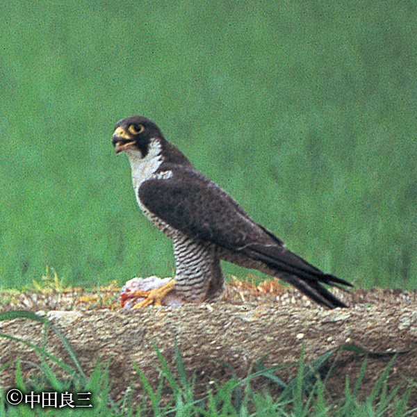 ハヤブサ 京都府レッドデータブック15