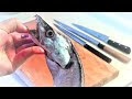 [10000印刷√] 太刀魚 血抜き 必要 262457