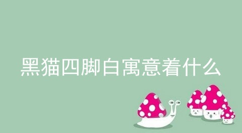 黑猫四脚白寓意着什么 四脚白嘴白的猫 四蹄踏雪黑猫 宠伴网