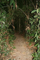 Jungle