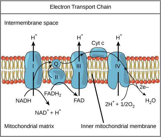 aerobic function definition glucose au t2, : temps été temps du et au a du ajouté t1, Rappel