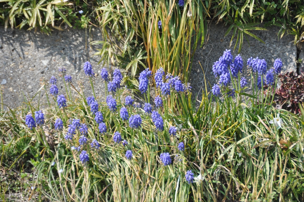 野草 雑草 草花 楽しい自然ウォッチング