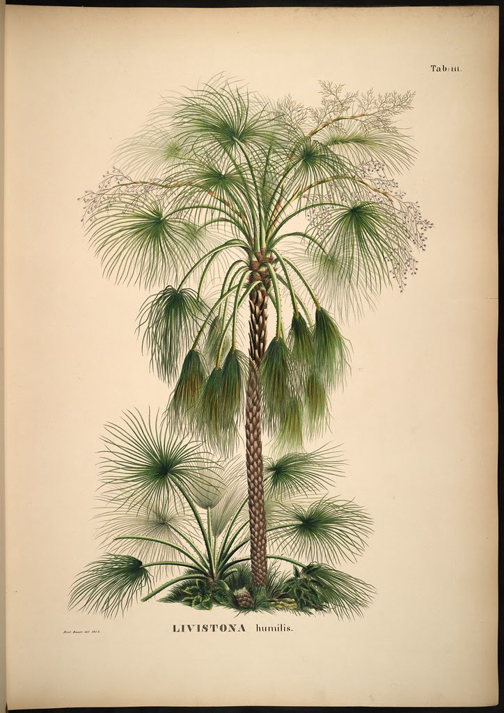 Livistona humilis